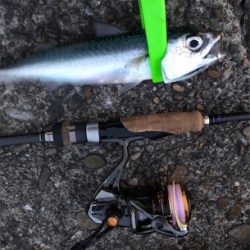 サバサバしたサバ