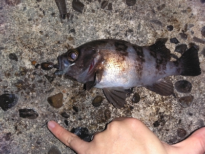 須磨で良型メバル連発祭り！！