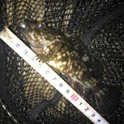 やっぱりミニガシラのみσ(^_^;)