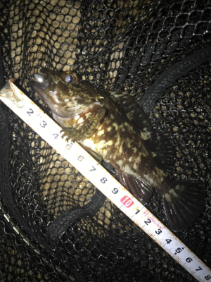 やっぱりミニガシラのみσ(^_^;)