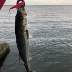 ベイトデイゲーム!