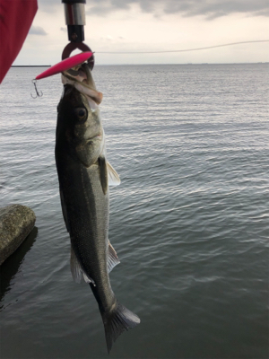 ベイトデイゲーム!