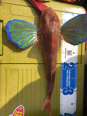 マイボートでタイラバ釣行