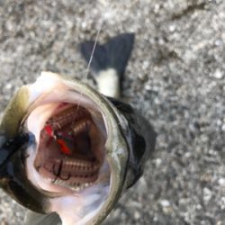 マイクロベイト