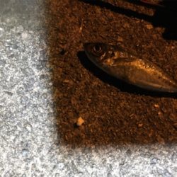 場所替えアジング