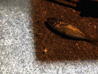 場所替えアジング