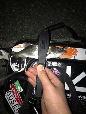 メバルを求めて(遠征)