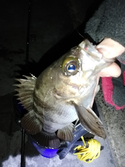 ライズ撃ち3連発