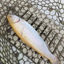 エリアトラウト