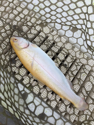 エリアトラウト