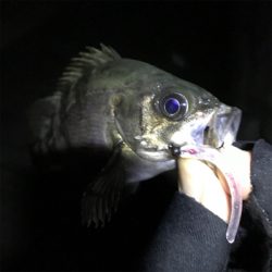 久しぶりのメバリング