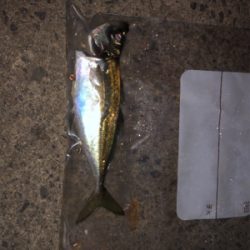 なんとか1匹(>_<)