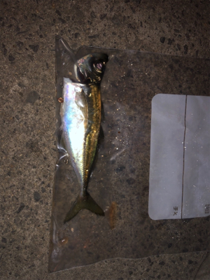 なんとか1匹(>_<)