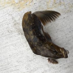 初のポンゲット！