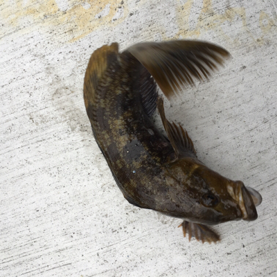 初のポンゲット！