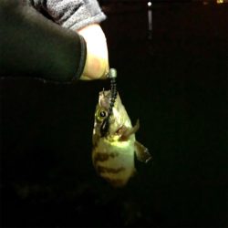 メバル連チャン釣行！