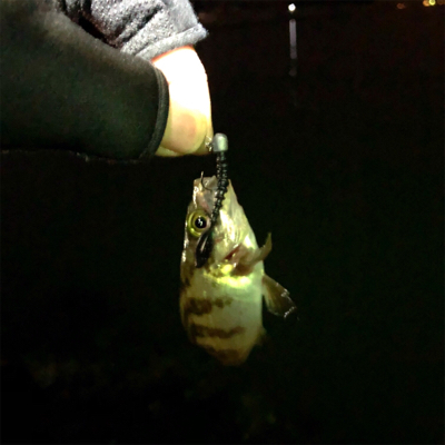 メバル連チャン釣行！