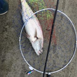 青物から根魚まで