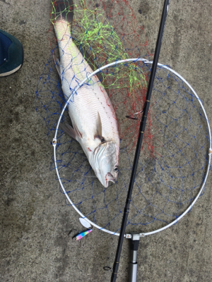 青物から根魚まで