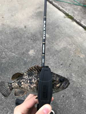 メバルを求めて(遠征②)