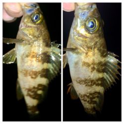 メバリンガー1805〜1850