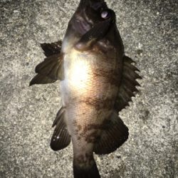 渋い！貝塚メバリング