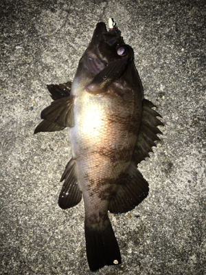 渋い！貝塚メバリング