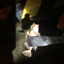 ガシラガシラガシラ…