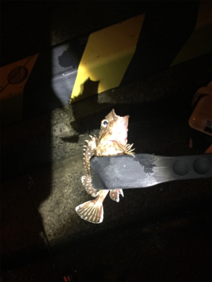 ガシラガシラガシラ…