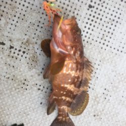 タイラバ 泳がせ