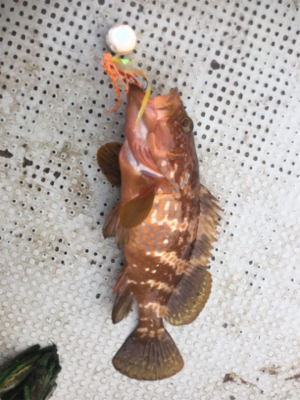 タイラバ  泳がせ