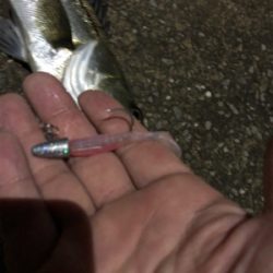 ミニカリで2日連続でシーバスゲットです