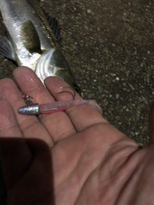 ミニカリで2日連続でシーバスゲットです