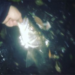 いつものドブ川シーバス