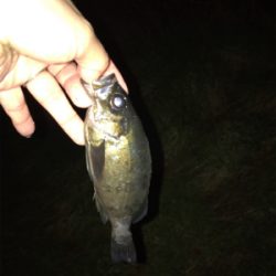 メバルとカサゴ