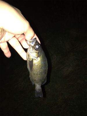 メバルとカサゴ