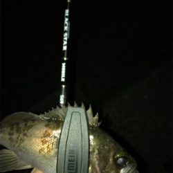 アジを求めて⑥