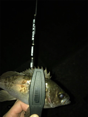 アジを求めて⑥