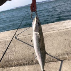 ショアジギ練習でサゴシが二本他