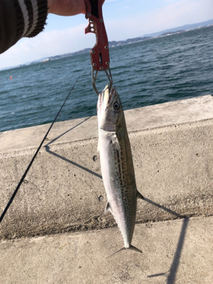 ショアジギ練習でサゴシが二本他