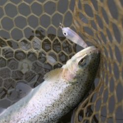 エリアトラウト