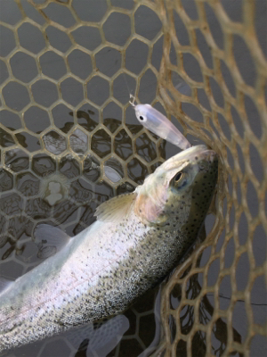 エリアトラウト