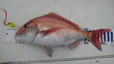 お祝いの真鯛採れたー