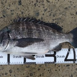 3/21釣果　チヌアジキビレガシラカタクチ五目釣り達成