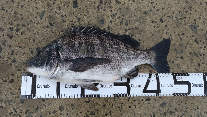 3/21釣果　チヌアジキビレガシラカタクチ五目釣り達成