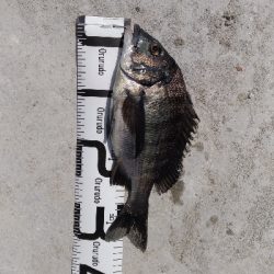 3/24釣果 チヌとサバ