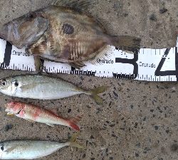 3/30釣果 マトウダイチヌアジカタクチオジサン