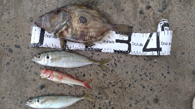 3/30釣果 マトウダイチヌアジカタクチオジサン