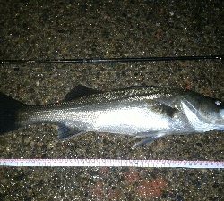 マイクロベイトパターン?