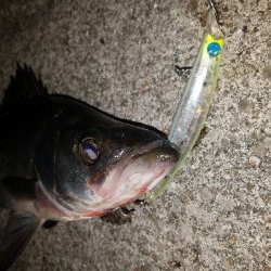 ナイトヒラスズキゲーム